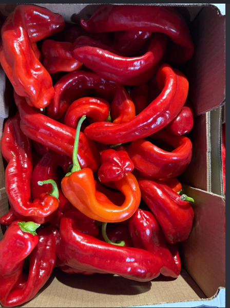 Red Pepper Tatashe Box 3kg